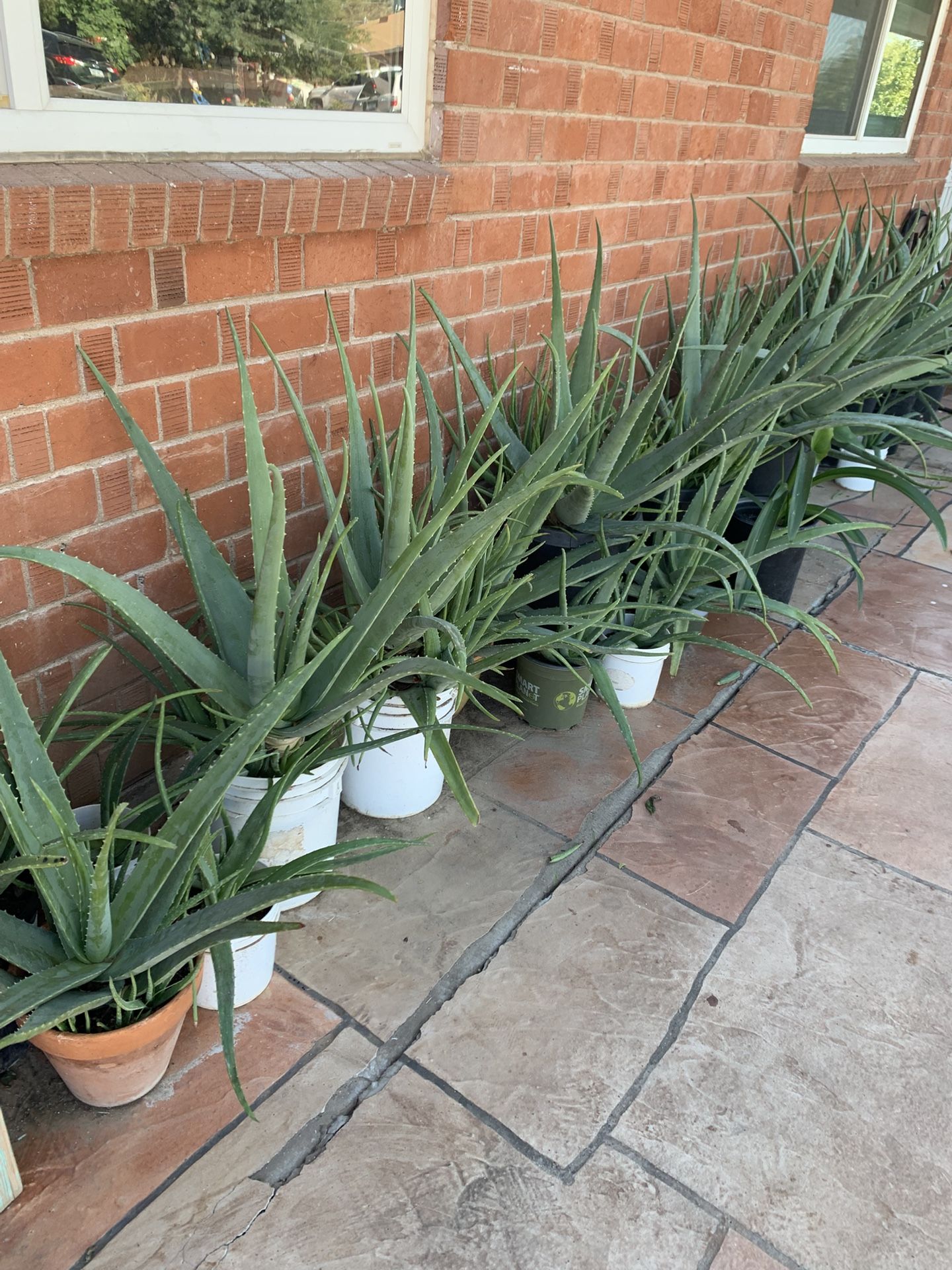 Large Aloe Vera Plants Available