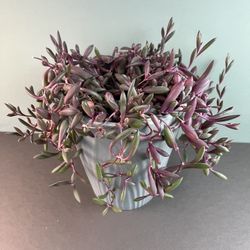 Ruby Necklace House Plant. Sammamish, Beaver Lake 