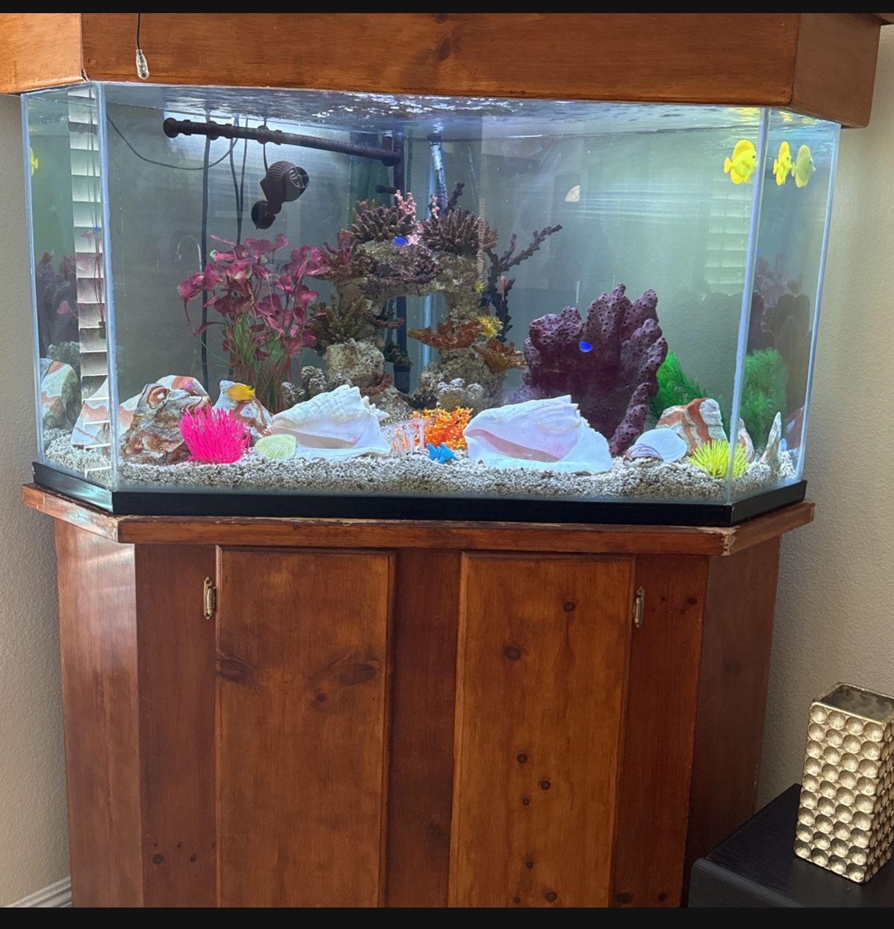 Saltwater Fish tank