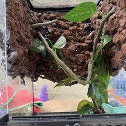 Reptile Terrarium 