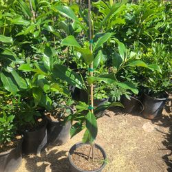 Arbol De Magnolia
