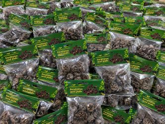 Aquarium Eucalyptus seed pods  betta  sheimp tanks
