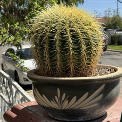 Barrel cactus