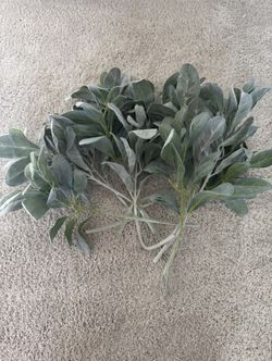 12 piece 14” Lambs Ear