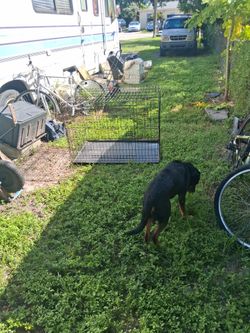 Dog Kennel