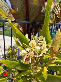 Butterfly ginger plants