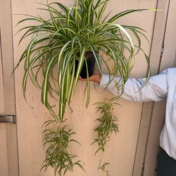 8” spider plant