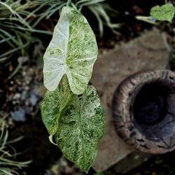 Alocasia Odora Batik