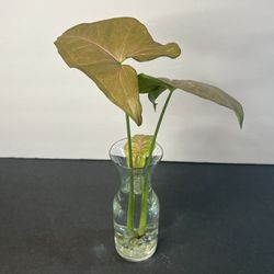 Arrowhead Plant Water Garden #2 (Syngonium podophyllum)