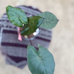 Alocasia Yucatán Princess | Moody Foliage • Statement Plant