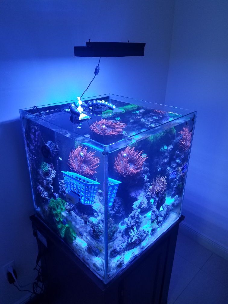 60 gallon Cube***Rimless Aquarium****Saltwater fish tank
