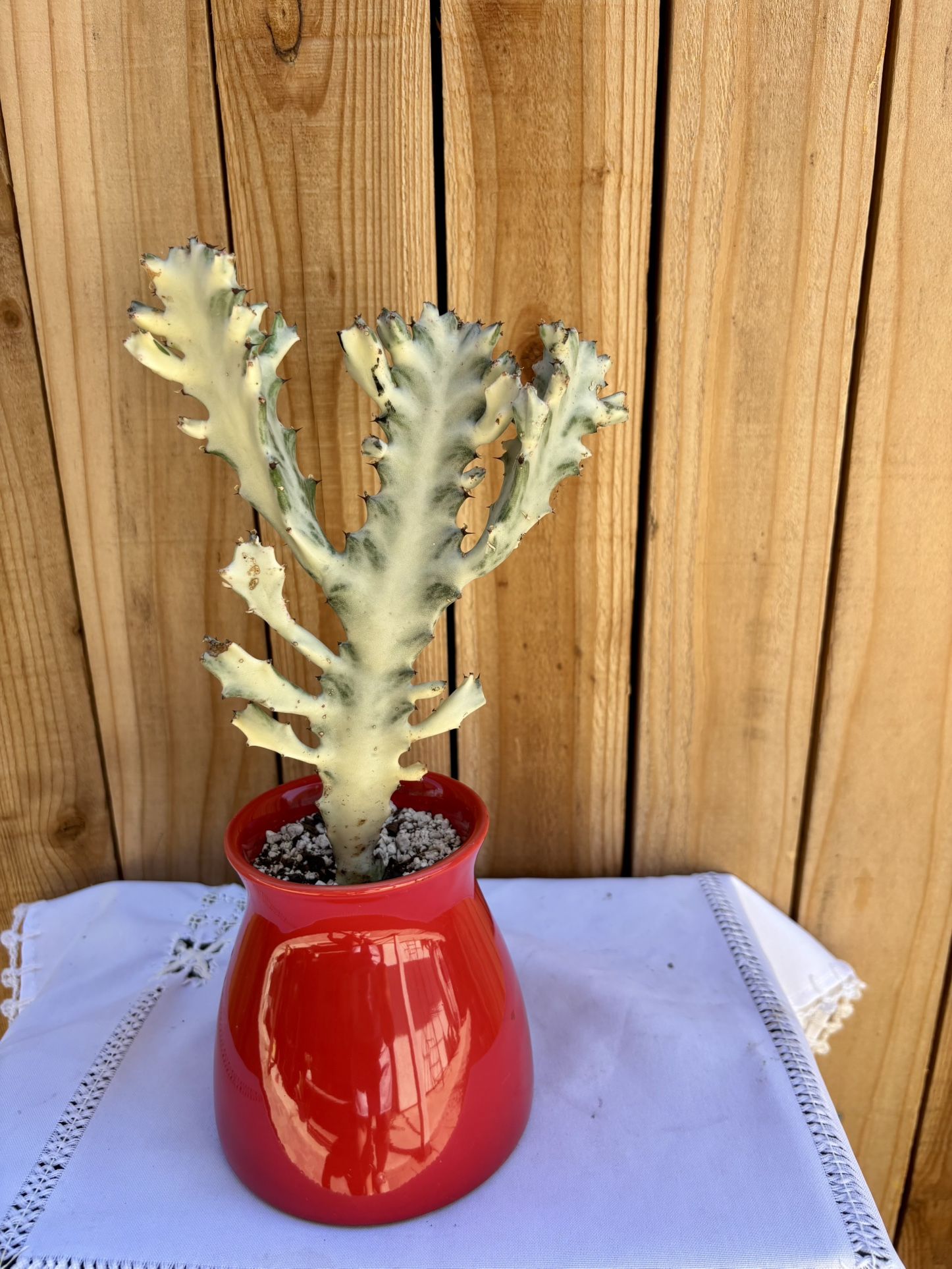 Cactus Euphorbia Ghost 