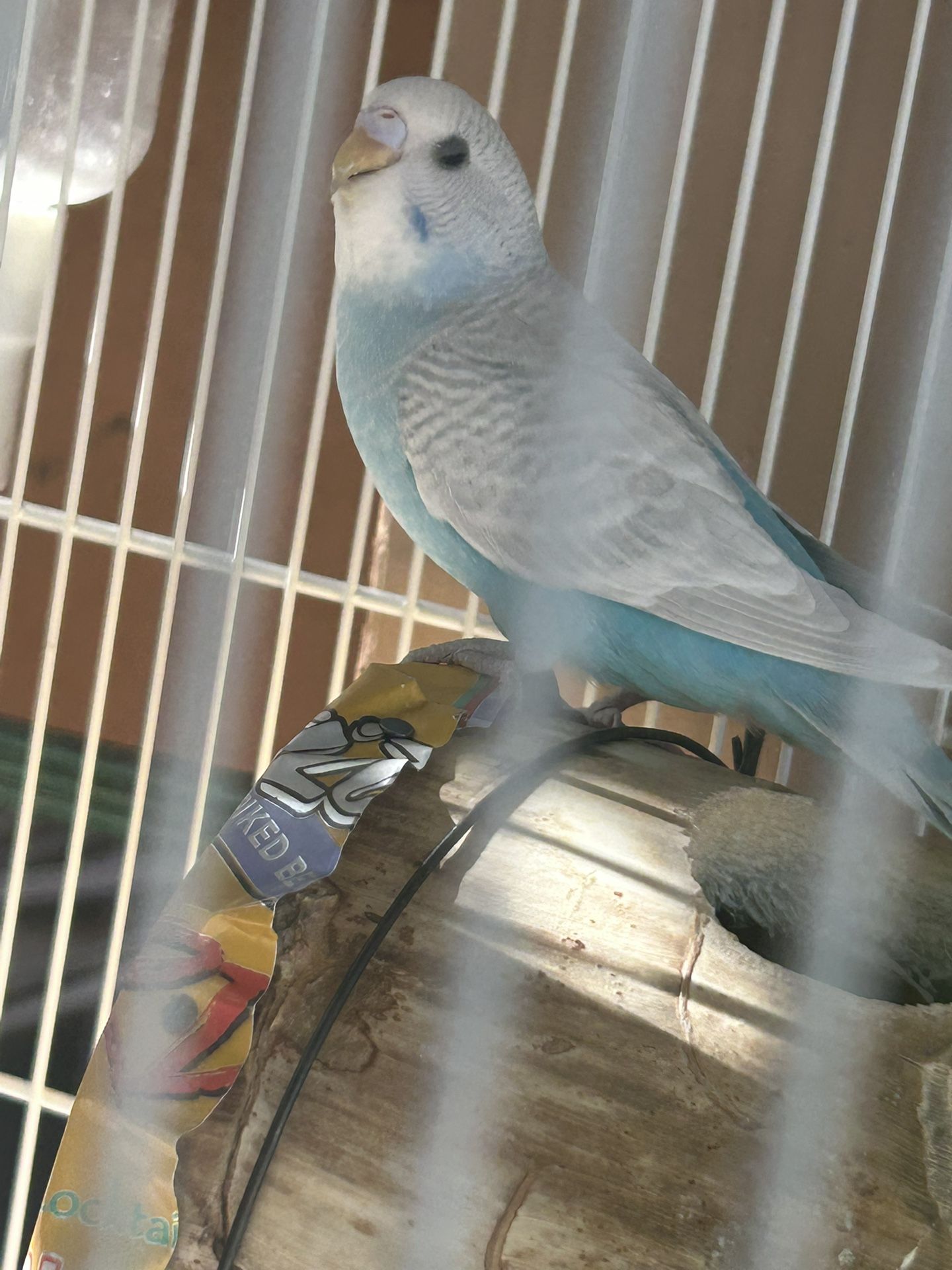 Bird Cage