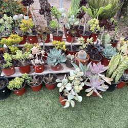 Variety Of Succulents Plants 