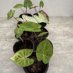 Beautiful Caladium Live Plant 4” inch Pot Houseplant Colorful Foliage - 5 each