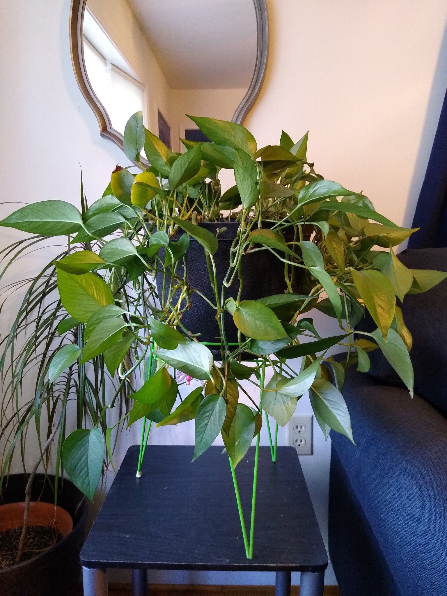 Philodendron in 9.5 Inch Plastic Pot