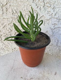 4 Inch Pot Succulent Plant - Narrow Leaf Chalksticks -Senecio Vitalis - Rooted & Established - Drought Resistant 🪴