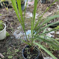 Lemon Grass