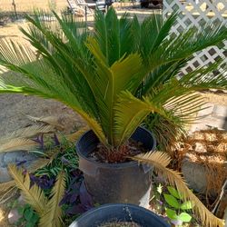 Sago Palm