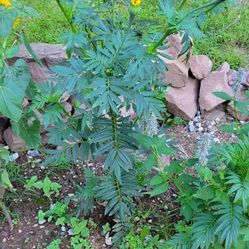 Marigold Plants