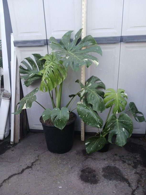 Live Monsteras Deliciosas Variegated (Albo), SEE OTHER OFFERS