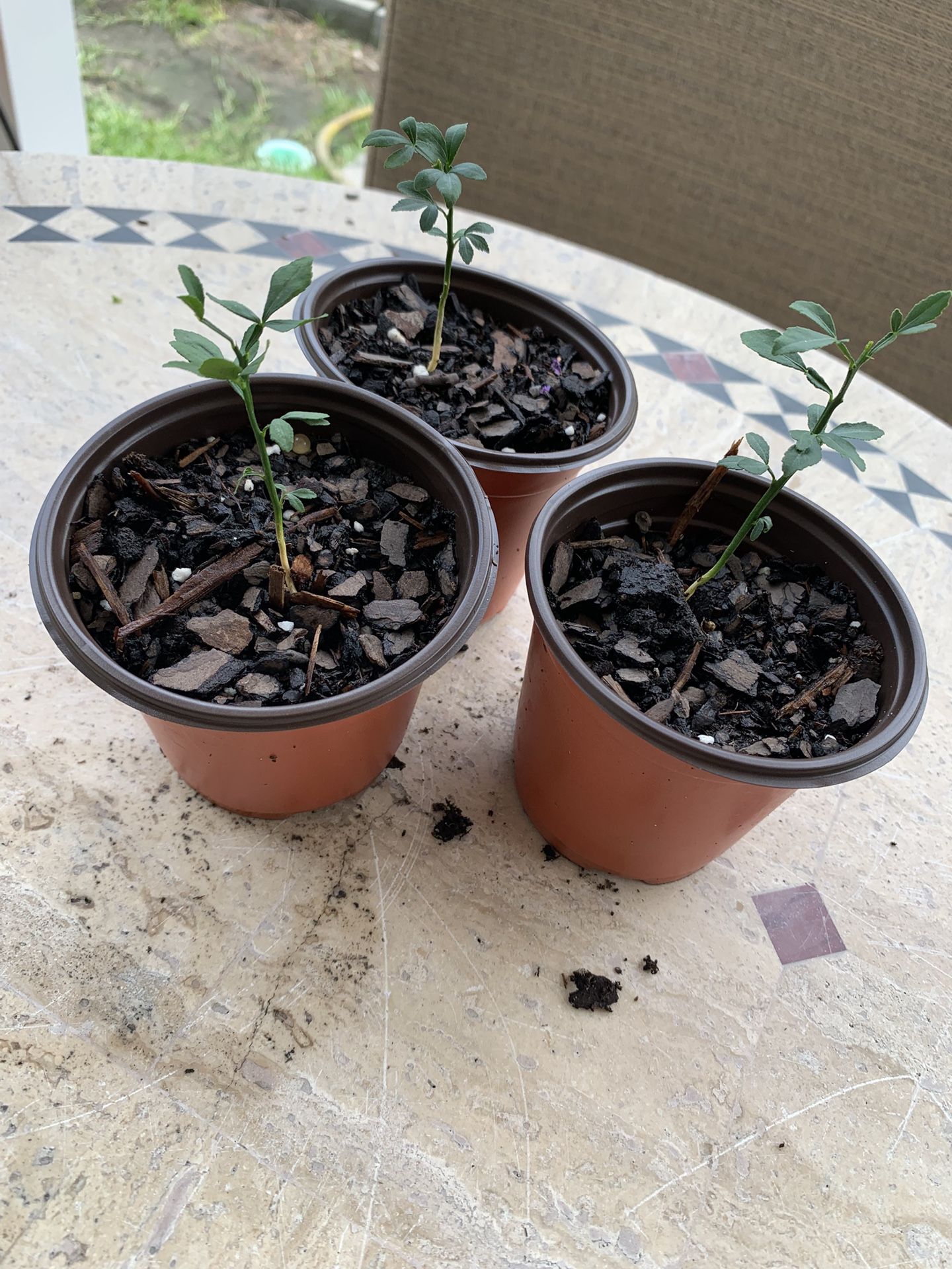3 Small Individual Miniature Flying Dragon Tree, Unique W/ Small Curved Thorns That Look Like Dragon Claws
