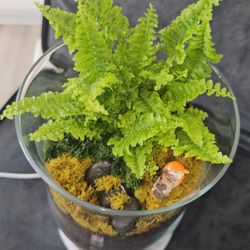 Scenic Garden Fern Terrarium
