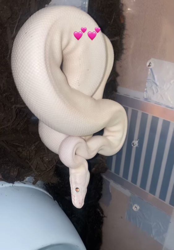 Blue Eye Lucy Ball Python
