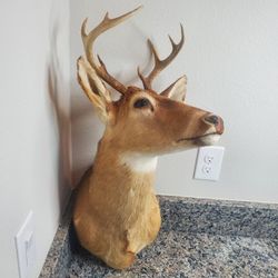 Buck taxidermy 8 point mount