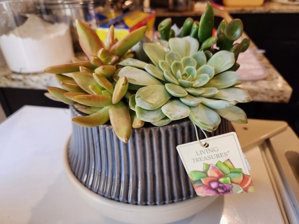 Live Potted Succulent Arrangement in Round Ceramic Planter