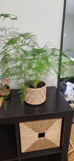 Asparagus Fern in Decorative Pot