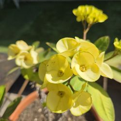 $35 Yellow Crown of Thorns (large flower) 💛