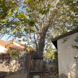 Tree… Ser.vice