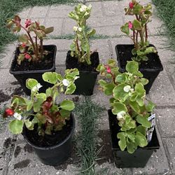 Beautiful Flowers Green Mixed 1 Color $5 Each Pot And 2 Color $7Pot Pick Up Only 