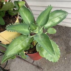 Mother Of Thousands Plants!! $8 Each!!