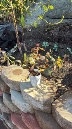 Succulent African milk bush 16 inches tall