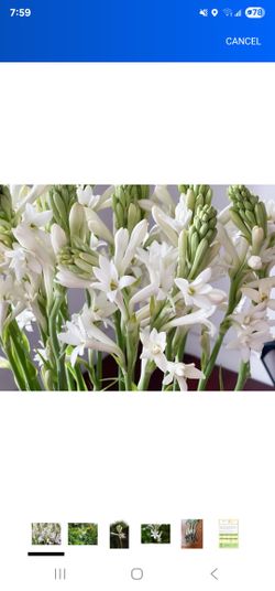 Tuberose Flower Plants 
