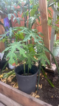 Papaya tree