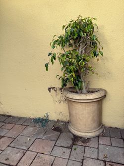 Wall Pot plant tree