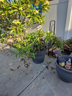 Plumeria