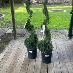 Spiral Juniper ‘Blue Point’