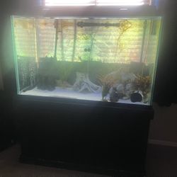 200 Gallon Fish Tank 