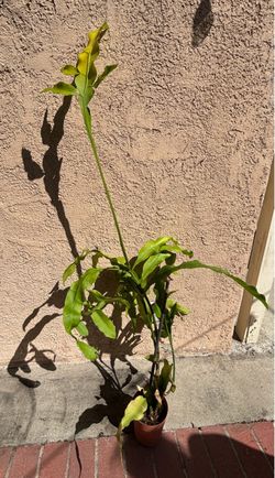 Queen of the Night (Epiphyllum oxypetalum) – Budding Pla