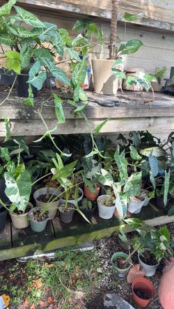 Plants for sale!