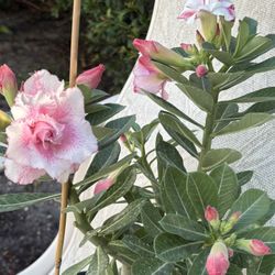 Rosa  desierto , Id Topaz 