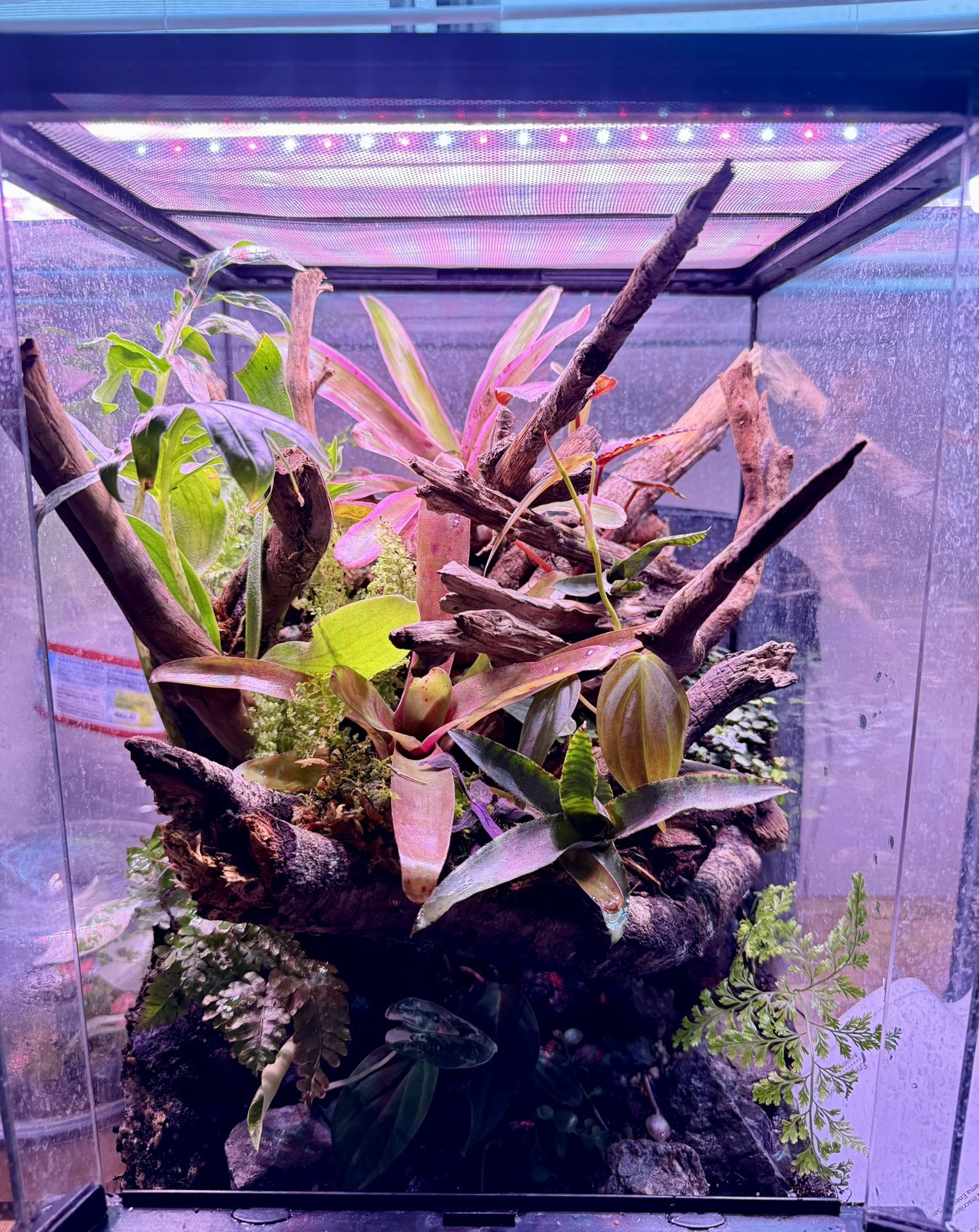 Bio active Reptile/Amphibian Tank