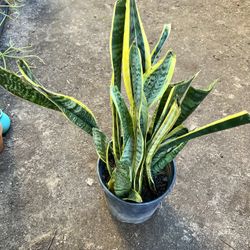 Snake Plant