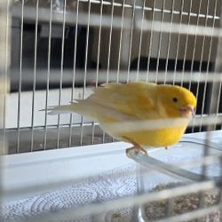 Yellow Canary 