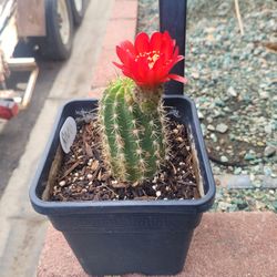 Cactus