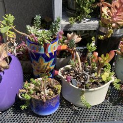 Succulent Arrangements $5 Each 